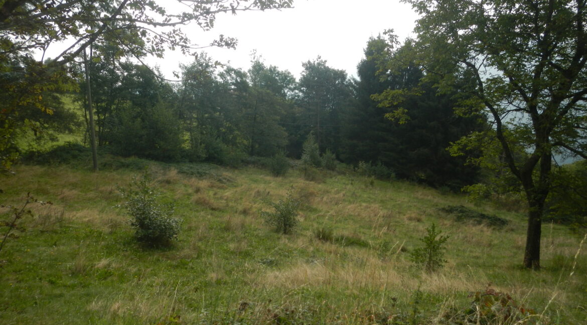 DSCN0613